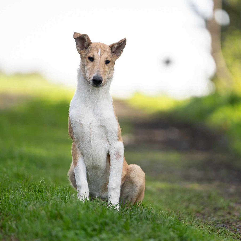 Of Betty's Memory - Chiot disponible  - Colley à poil court