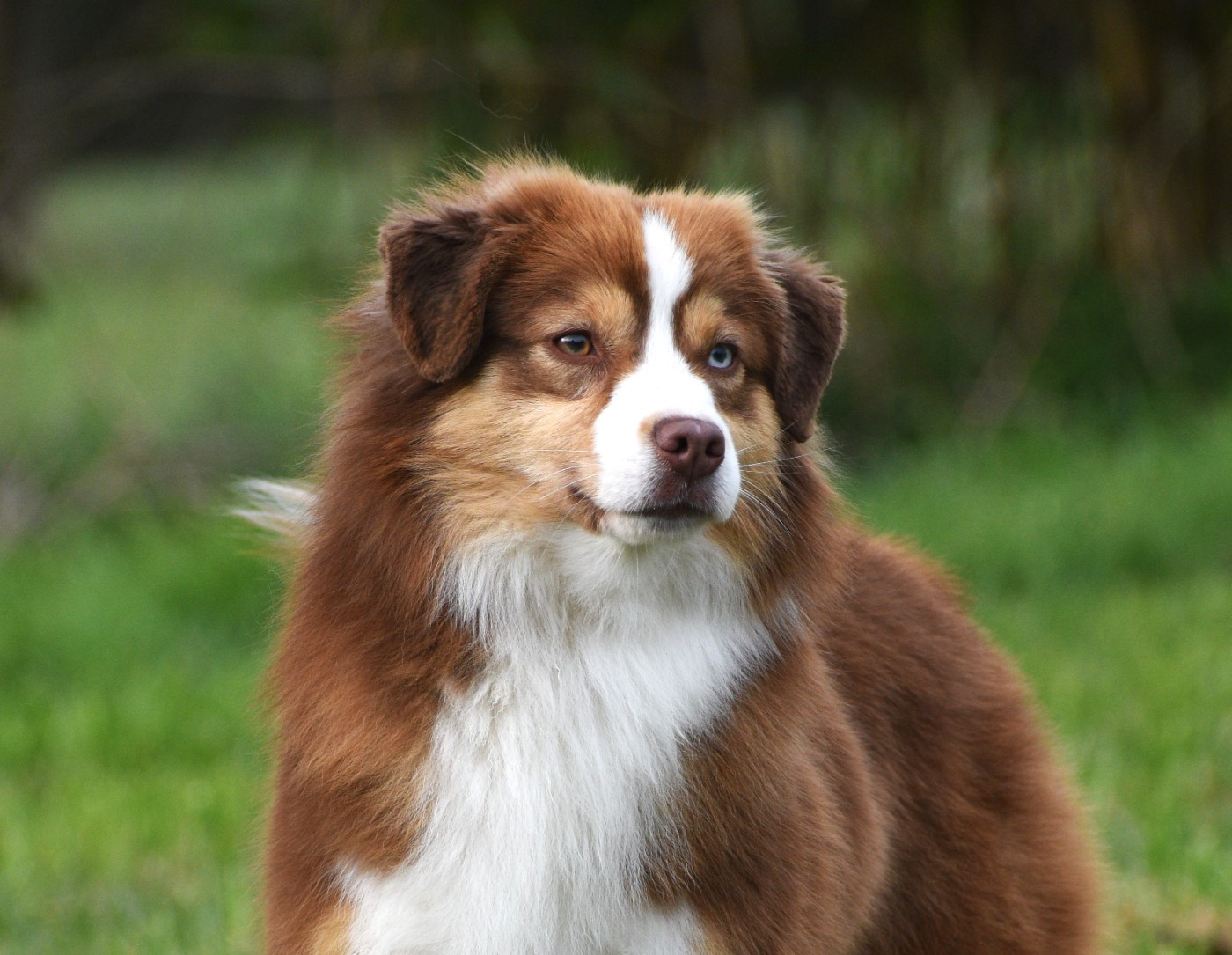 Une Dernière Danse Kyo du Clos des duchesses