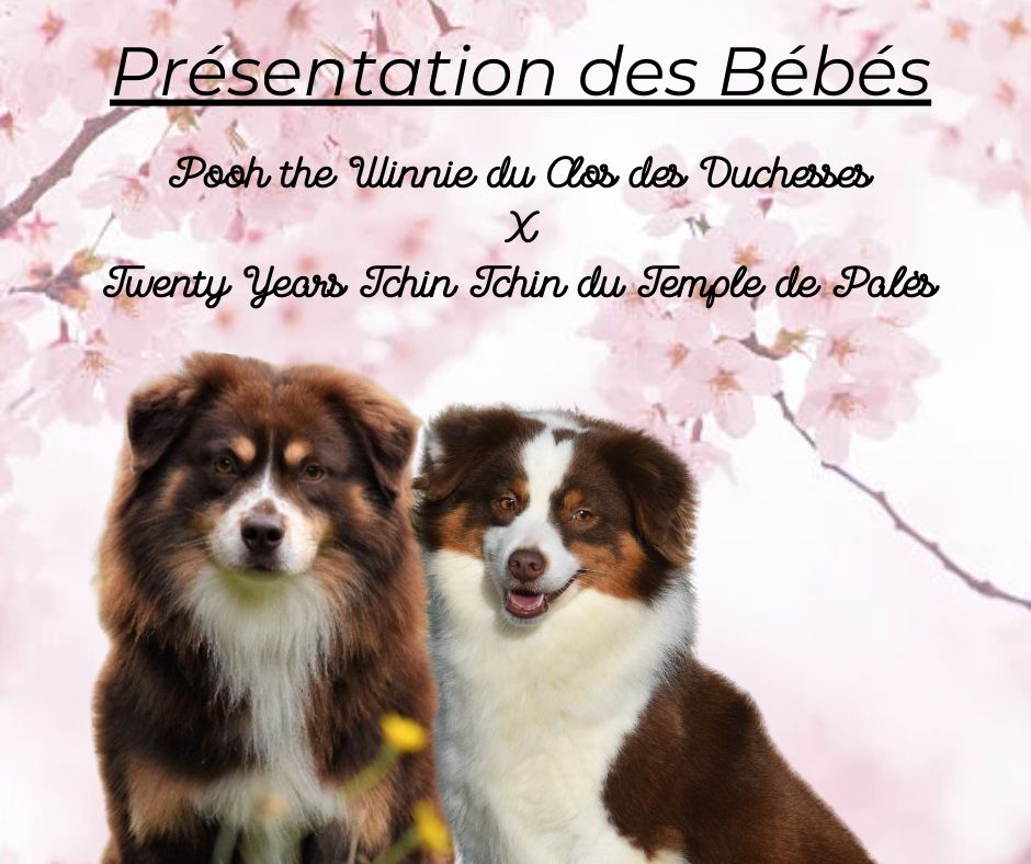 Chiot Berger Américain Miniature Of Betty's Memory