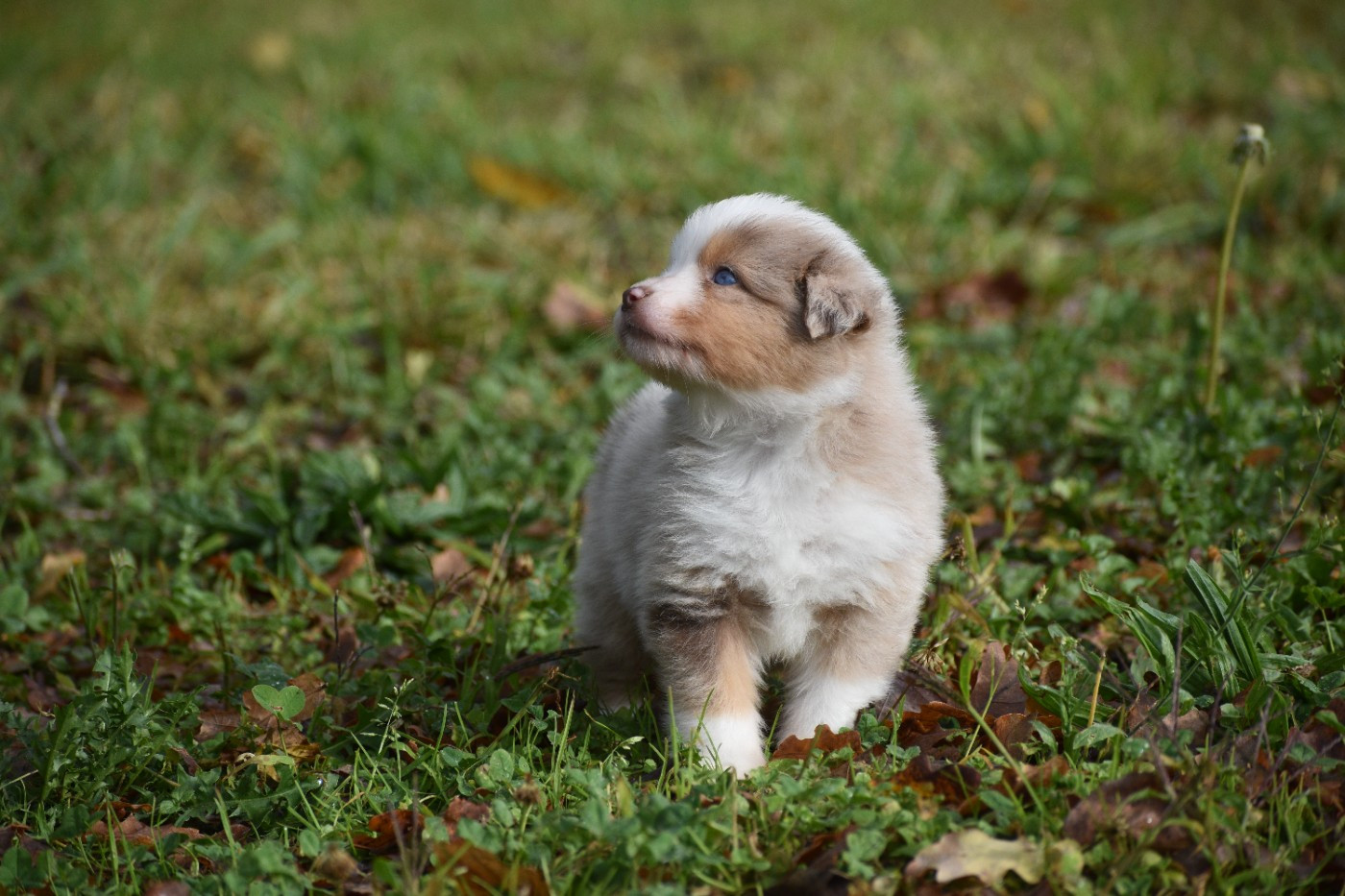 Of Betty's Memory - Chiots disponibles - Berger Américain Miniature 