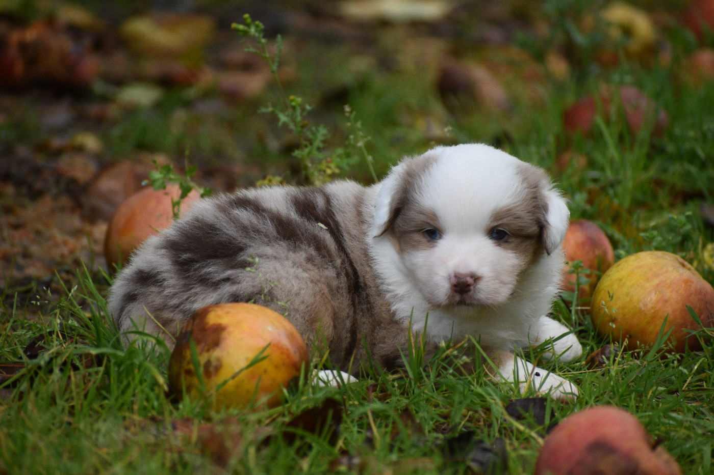 Of Betty's Memory - Chiots disponibles - Berger Américain Miniature 