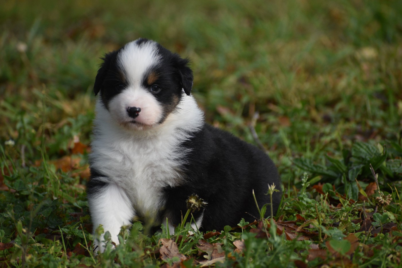 Of Betty's Memory - Chiots disponibles - Berger Américain Miniature 