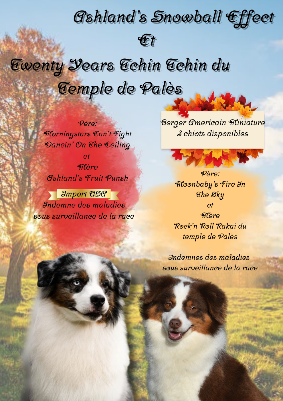 Chiot Berger Américain Miniature  Of Betty's Memory