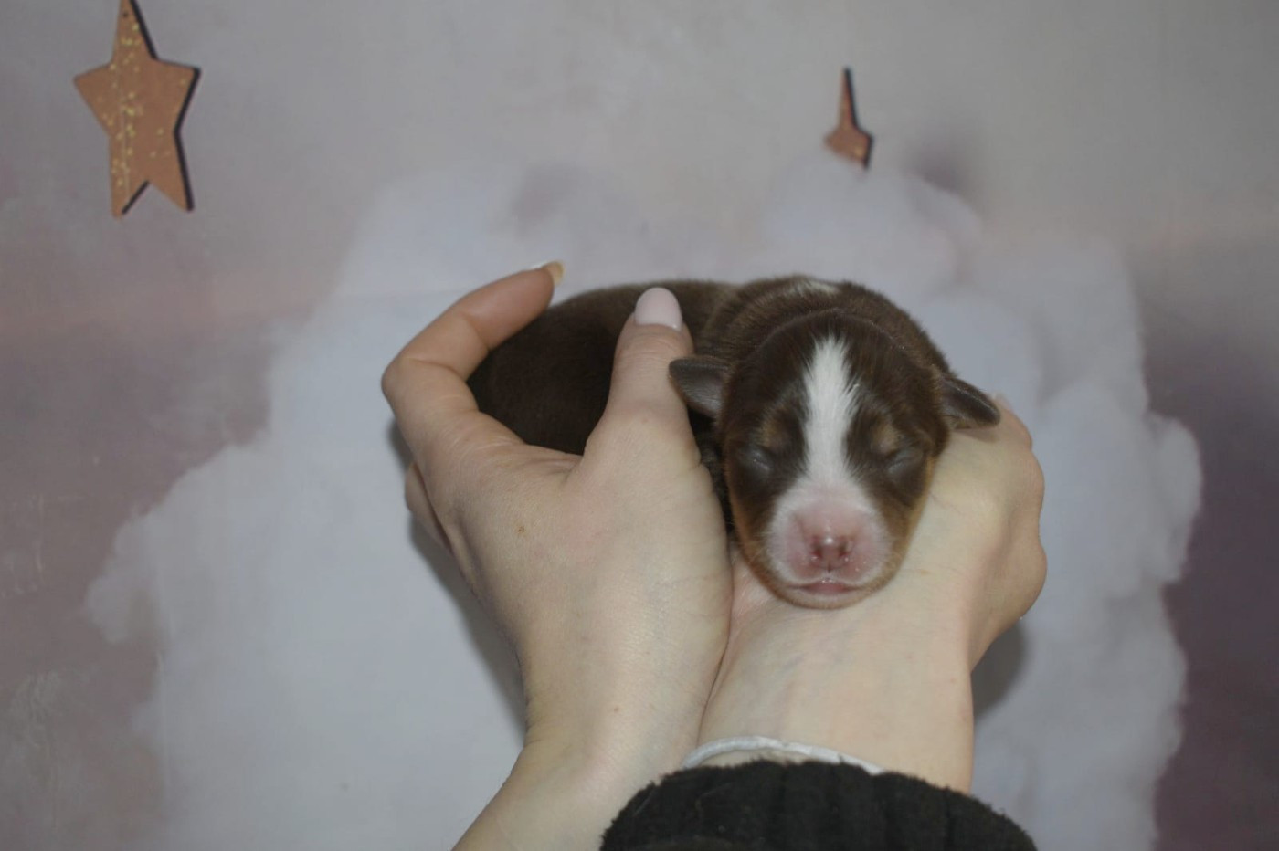 Of Betty's Memory - Chiots disponibles - Berger Américain Miniature 