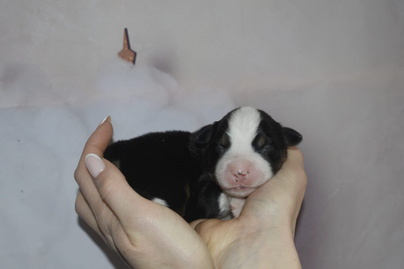 Of Betty's Memory - Chiots disponibles - Berger Américain Miniature 