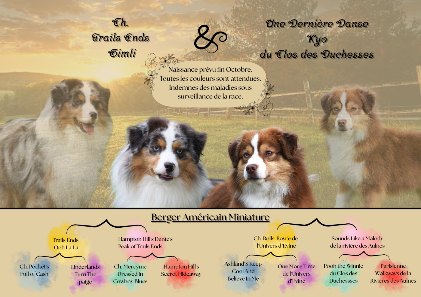 Chiot Berger Américain Miniature  Of Betty's Memory