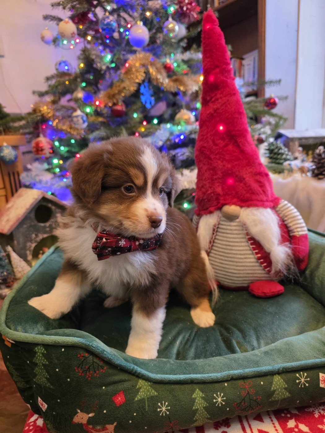 Of Betty's Memory - Chiots disponibles - Berger Américain Miniature 