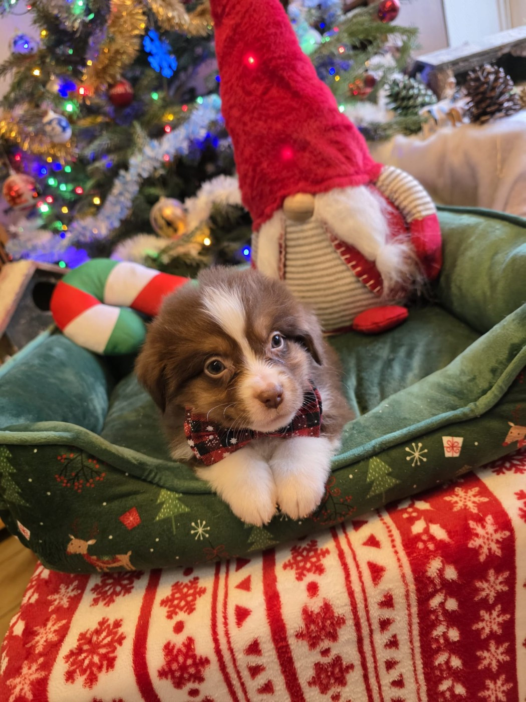 Of Betty's Memory - Chiots disponibles - Berger Américain Miniature 