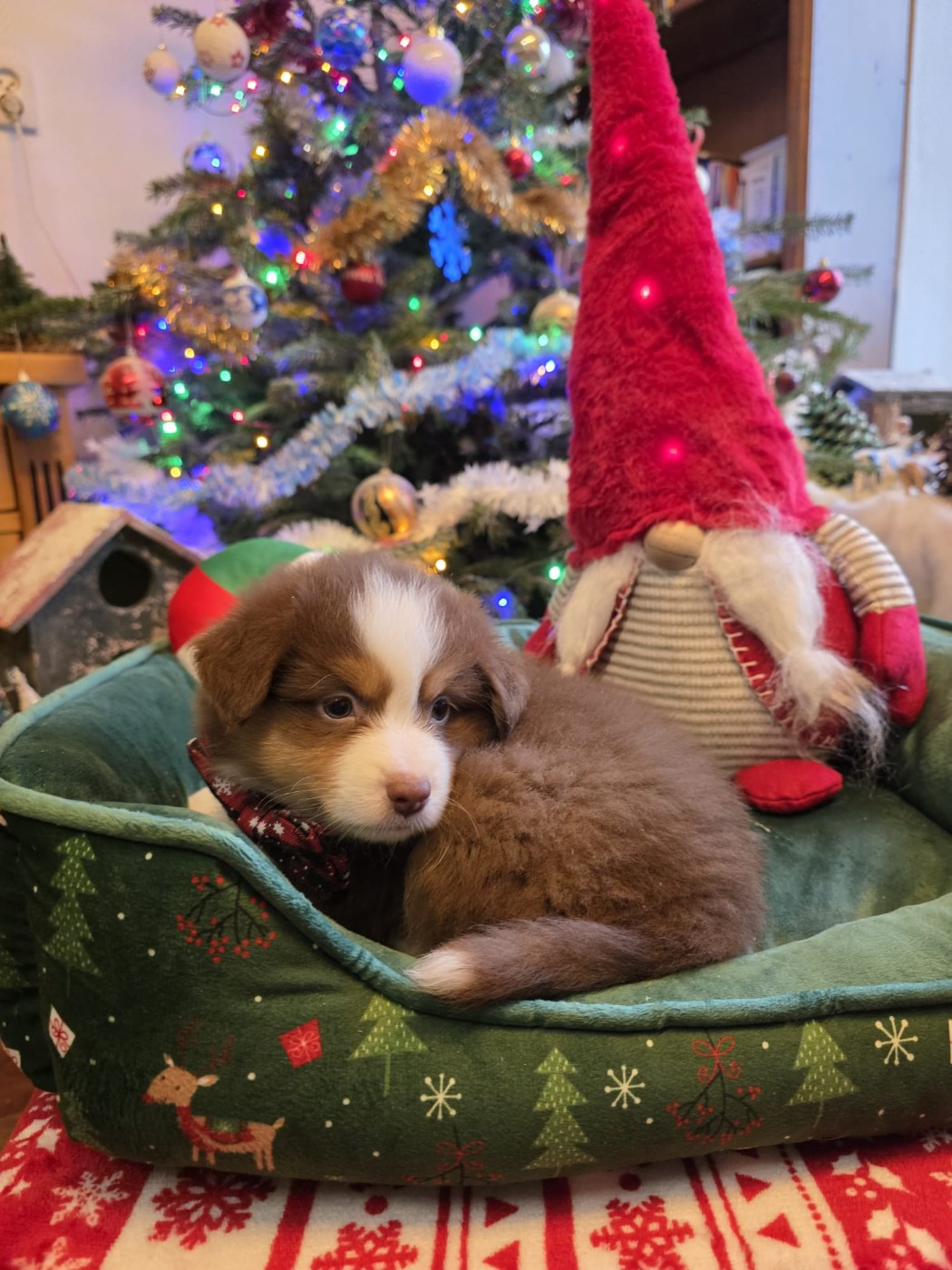 Of Betty's Memory - Chiots disponibles - Berger Américain Miniature 