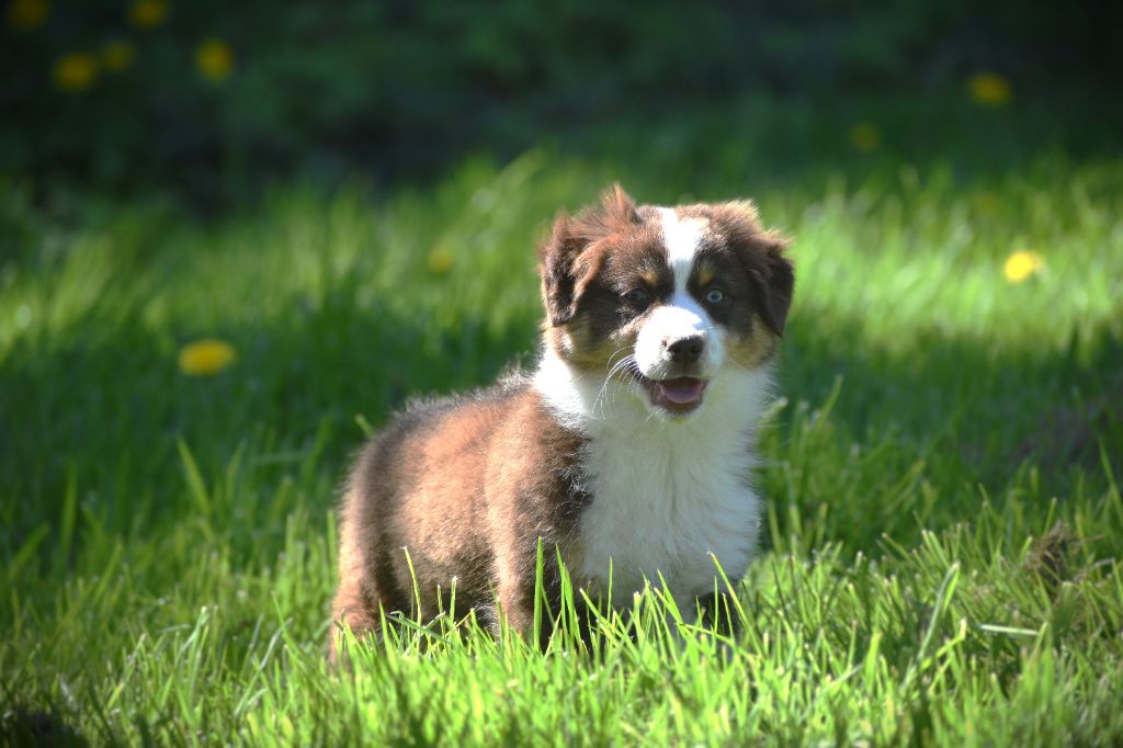 Of Betty's Memory - Chiots disponibles - Berger Américain Miniature 